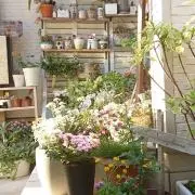 bloom soonの画像