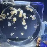 くらげの画像