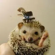リッテ