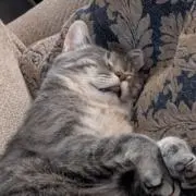 サクラの画像