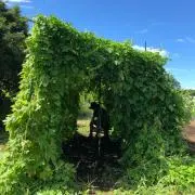 ひかひか