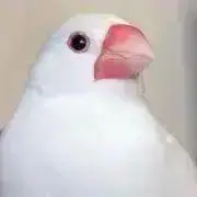 とりの画像
