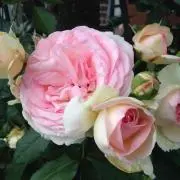 フルフル