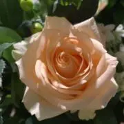 バルーンの画像