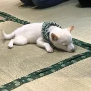 みみ