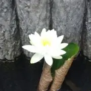 mocoの画像