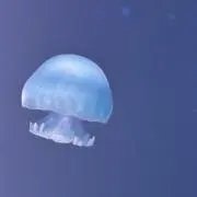 Eの画像