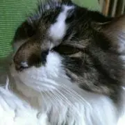 モマコの画像