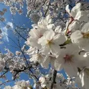 mimimiの画像