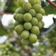 【味自慢】スペシャリストの画像