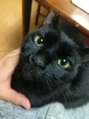 ミンチさん