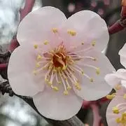 アライグマの画像