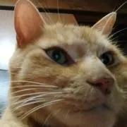 みけねこの画像