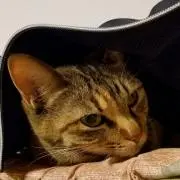 kurokuroの画像
