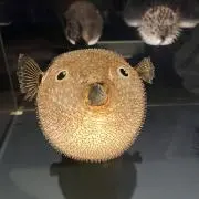 ふぐたろうの画像