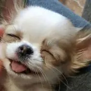 はなやの画像