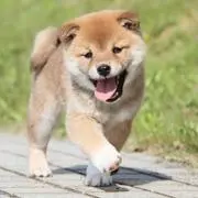 asaの画像