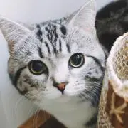 くまねこさんの画像