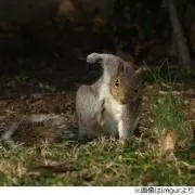 いよかんの画像