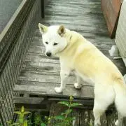 はちさん