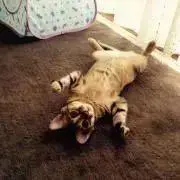 ハツ☆プロフ必読お願いします☆の画像