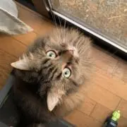 ゆっこの画像
