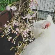 HARUMI