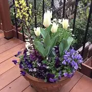 ロザリーの画像