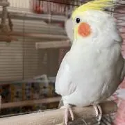 ぴょんきち