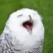 rsの画像