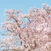 ちゃっぴーの画像