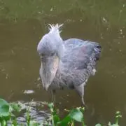 ます吉の画像