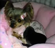チュンまーの画像