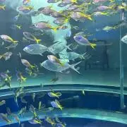 はるるん