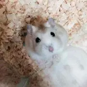 はっちむ＊の画像