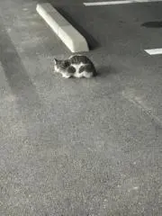おごちゃん