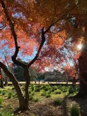 Nirdoci0011の画像