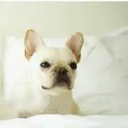わんこの画像