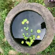 Babaの画像