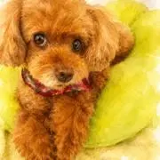 ぴぃちゃんの画像