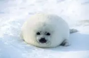 アザラシ