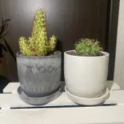 やしこ
