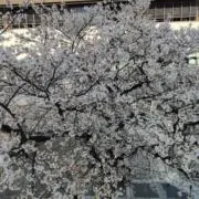 かりんの画像