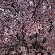 停止処分中 このまま引退