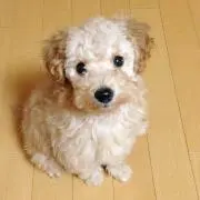 ままちゃの画像