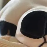 杏の画像