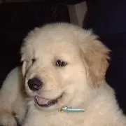 ラッキーの画像