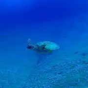 ミミチャン