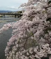はなこの画像