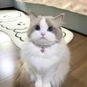 Hinaaaの画像